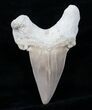 Huge Inch Otodus Tooth (ON EBAY) #4184-2